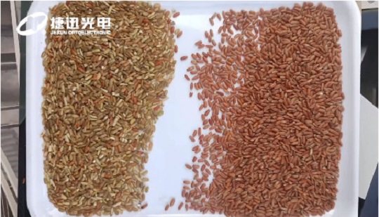 ¿Qué mejoras de valor traerá la clasificación de calidad del "arroz integral rojo"?
