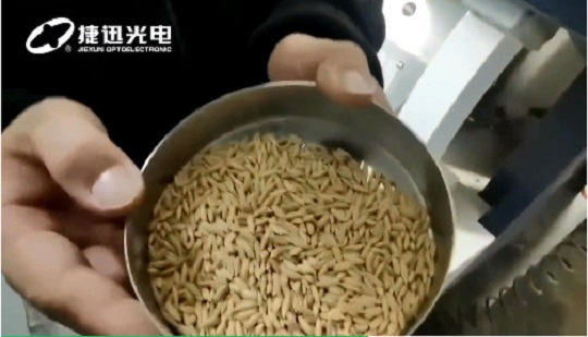 ¿Cómo clasificar semillas de arroz de mejor calidad?