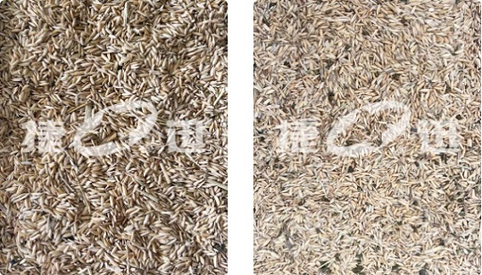 ¡Una máquina clasificadora de color Anysort SF puede manejar fácilmente la separación de arroz con cáscara y arroz integral!
