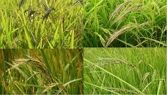 Mejora iterativa de la calidad del arroz para el consumo de nuevos alimentos